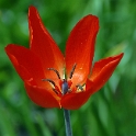 Blume DDD_3372 Kopie.jpg   26.04
